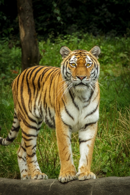 Mirar vista fauna silvestre zoo