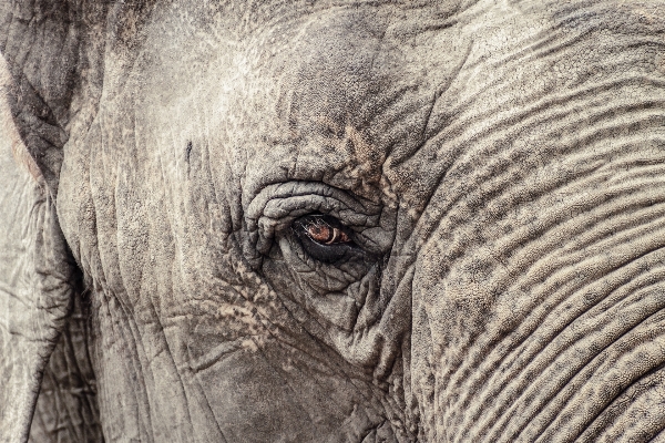 Old animal wildlife zoo Photo