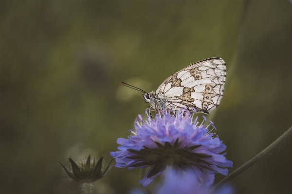 Nature blossom wing plant Photo