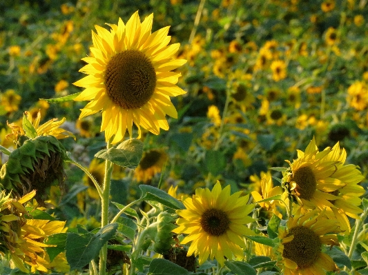 Plant field meadow flower Photo