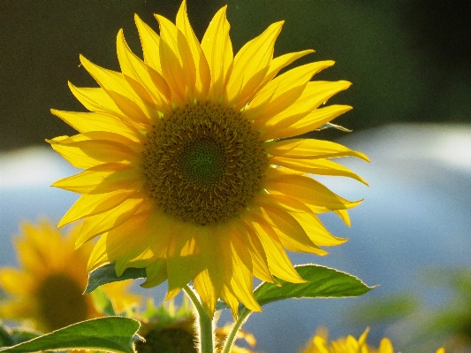 Blossom plant field flower Photo