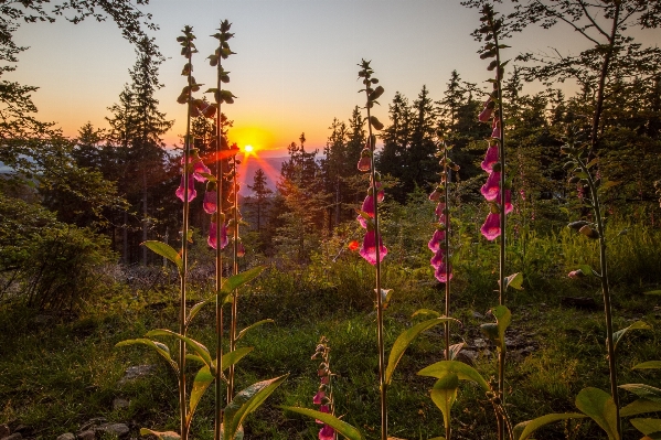 自然 森 荒野
 植物 写真