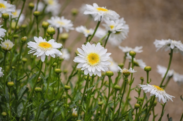 Nature grass blossom plant Photo