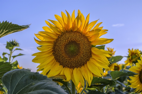 Nature plant sunshine field Photo