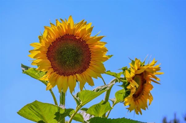 Nature plant sunshine field Photo