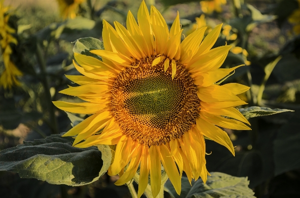 Nature plant sunshine meadow Photo