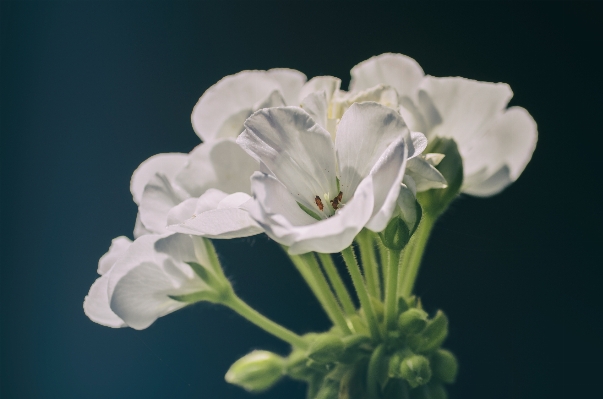 自然 花 植物 白 写真