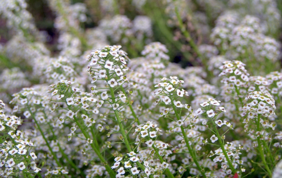 Florecer planta blanco flor