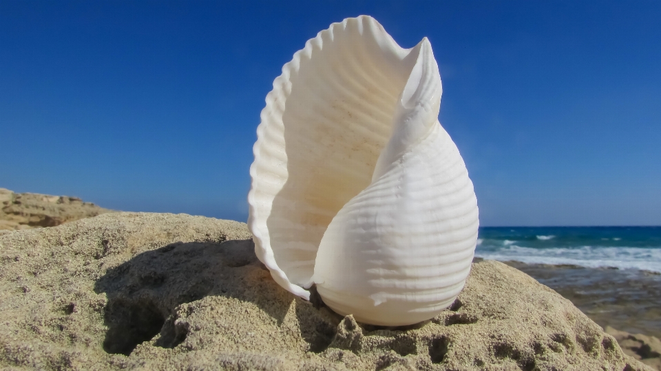 Beach sea nature sand