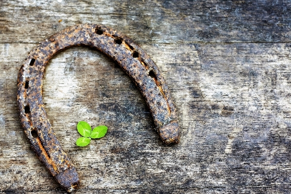 Foto Ramo pianta legna foglia