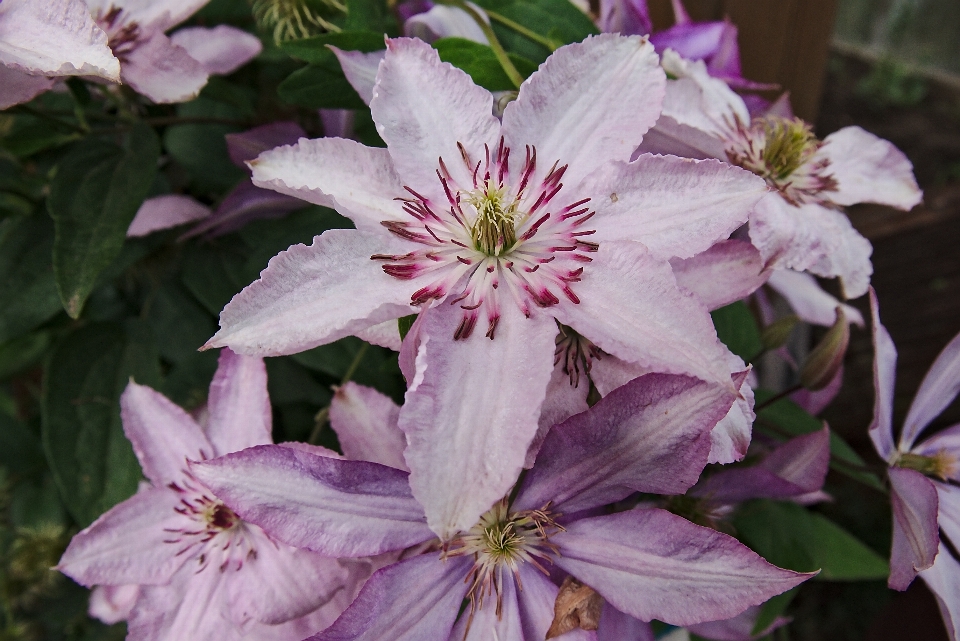 Natura erba fiore pianta