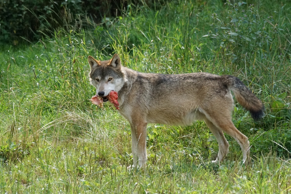 野生動物 食べ物 哺乳類 狼