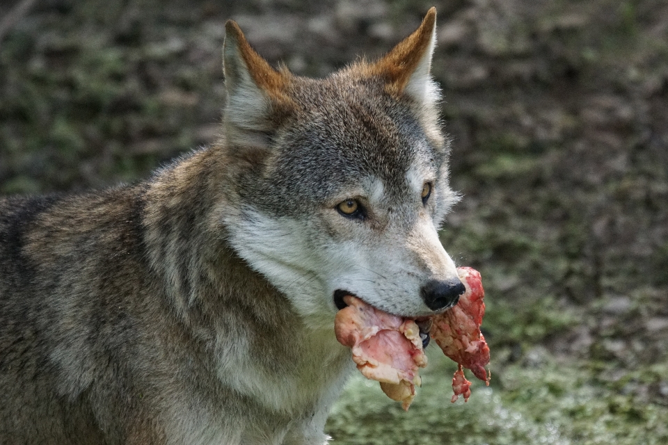 野生動物 食べ物 哺乳類 狼