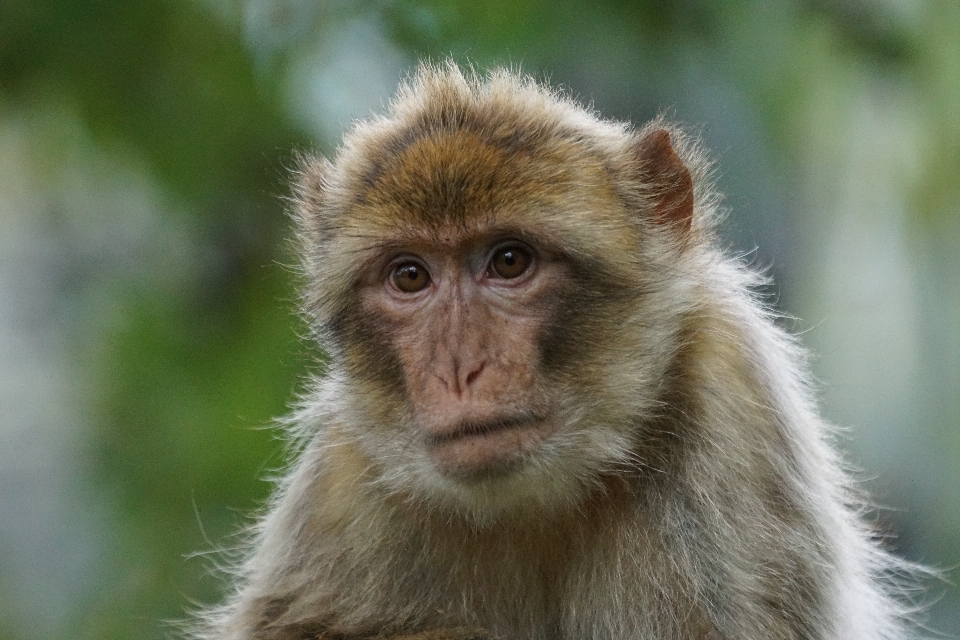 Animais selvagens retrato mamífero fauna