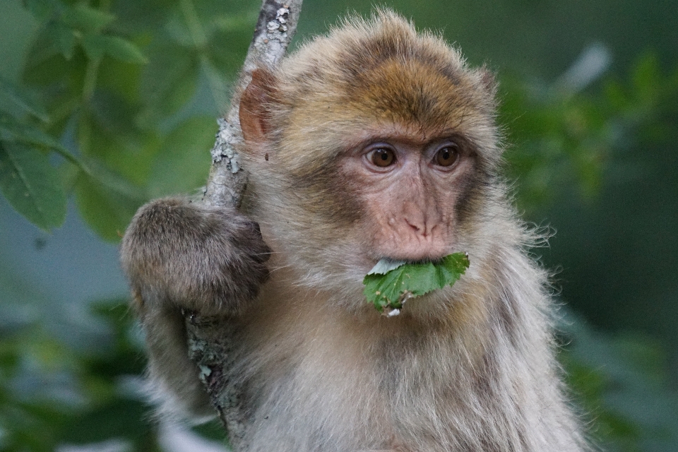 Faune mammifère fauna primate