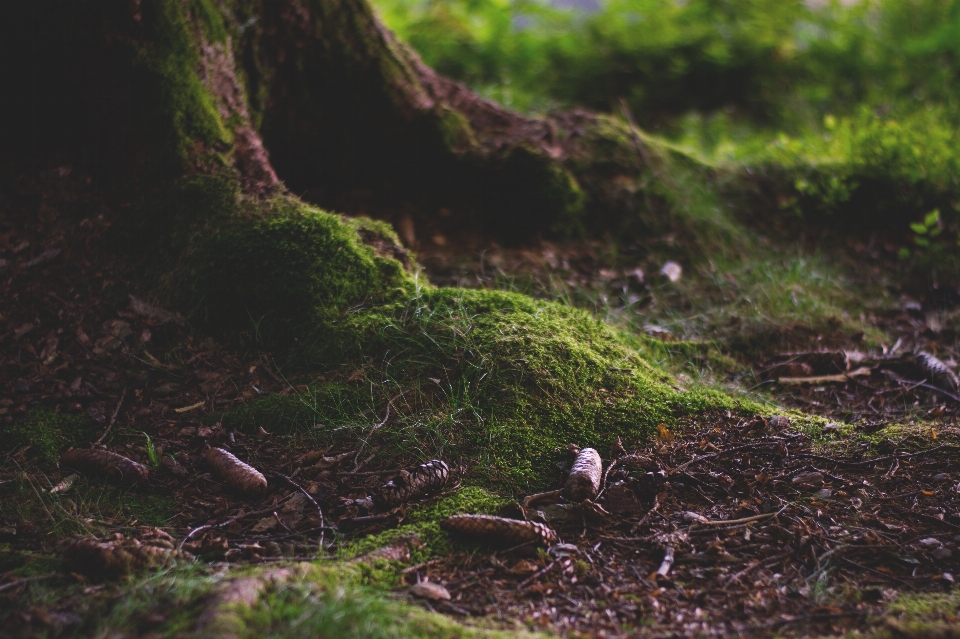 árbol naturaleza bosque hoja