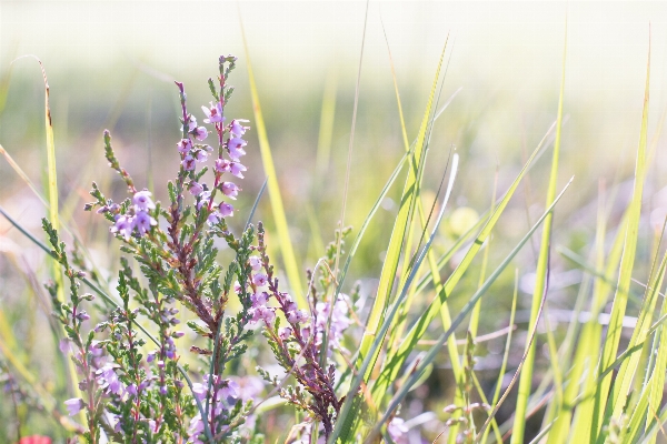 Nature grass plant field Photo