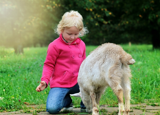 Grass sun tranquility goat Photo