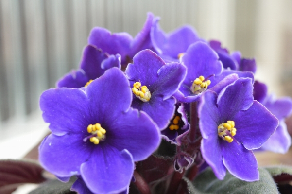 自然 植物 花 紫 写真