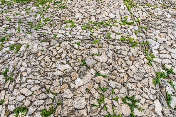 草 rock 植物 歩道
 写真