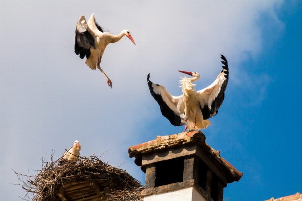 Nature bird wing roof Photo