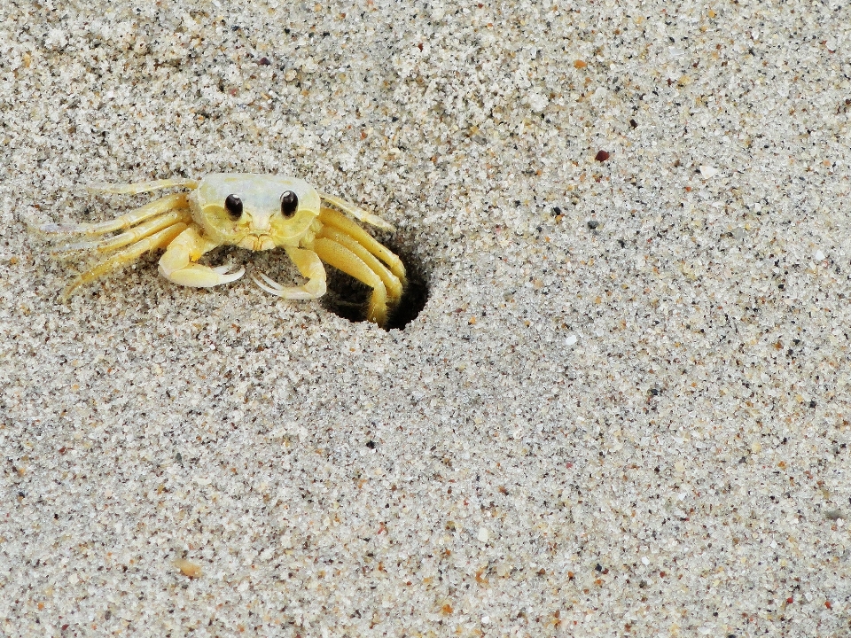 Strand natur sand tier