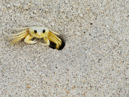 Beach nature sand animal Photo