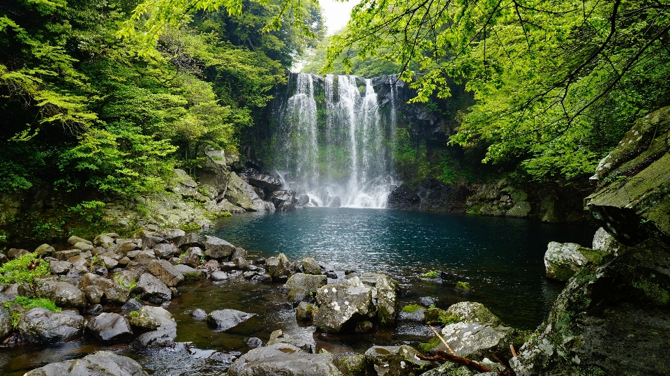 вода лес водопад stream