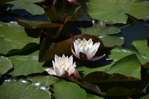 Water nature blossom plant Photo