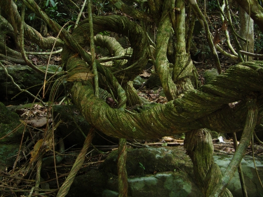 Landscape tree nature forest Photo