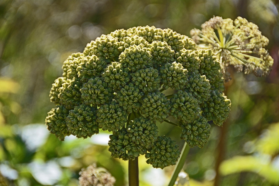 Naturaleza rama florecer planta