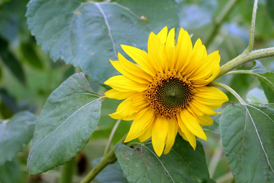 Nature fleurir usine champ