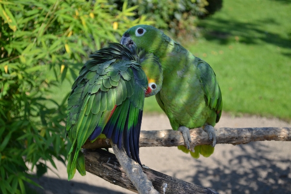 Nature bird wing wildlife Photo