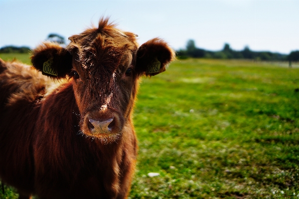 Nature grass field farm Photo