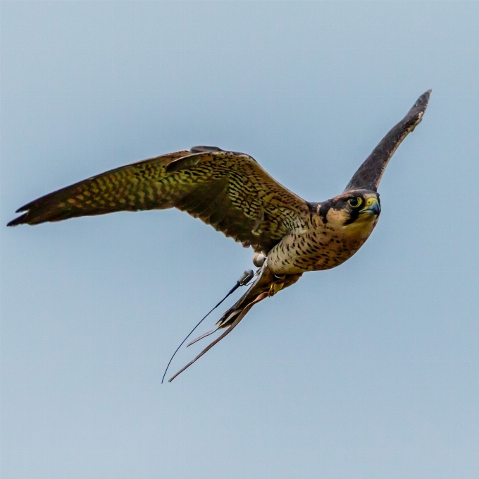 Nature oiseau aile en volant