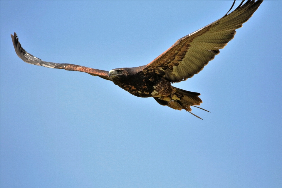 Alam burung sayap margasatwa