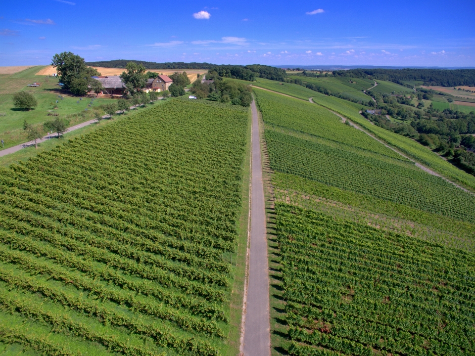 Landschaft gras weinberge feld