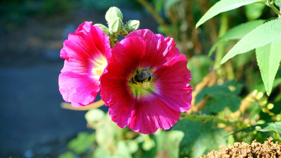 Naturaleza florecer luz planta