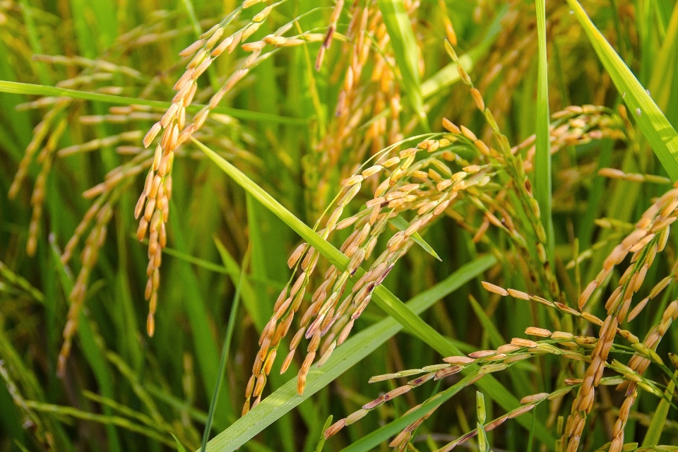 Césped planta campo pradera
