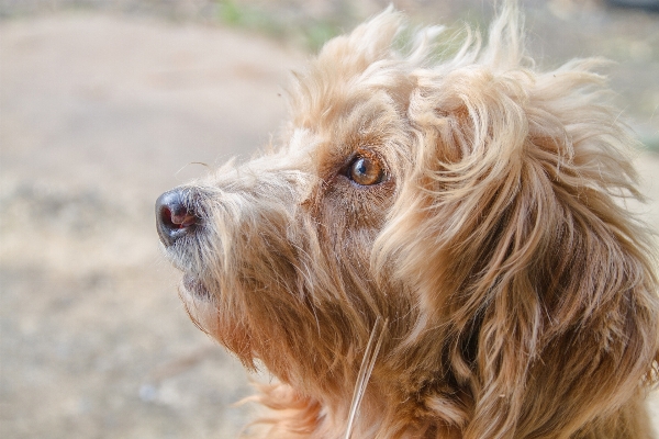 Foto Perro charco mamífero cerca