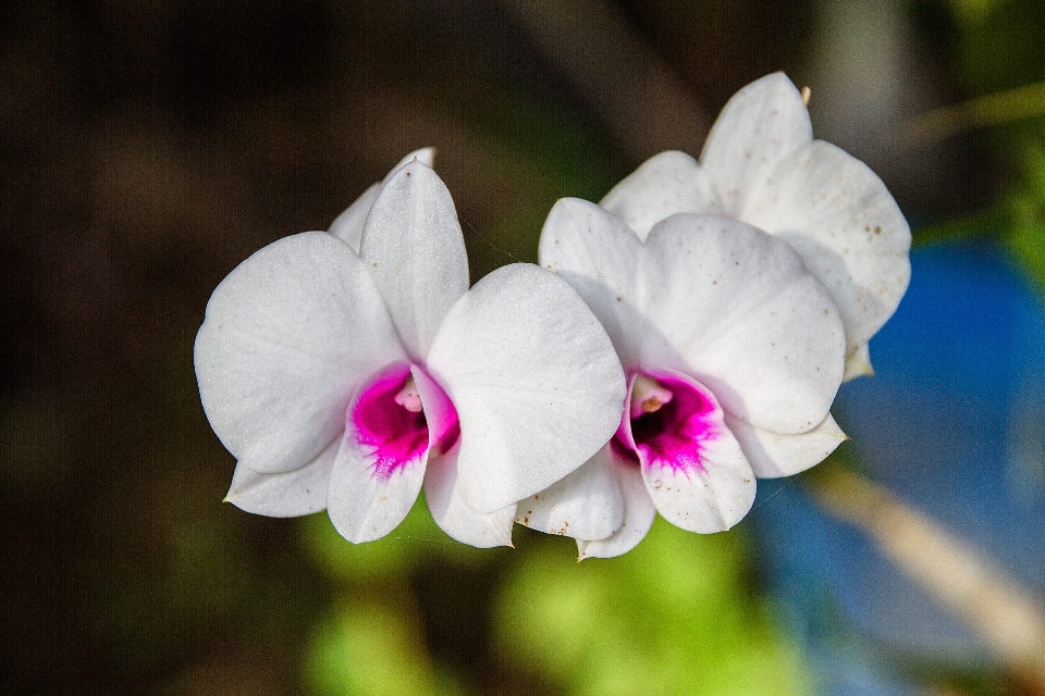 Fleurir usine blanc la photographie