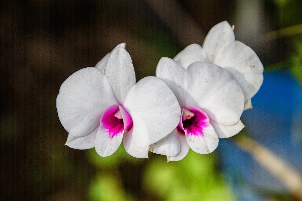 花 植物 白 写真撮影 写真