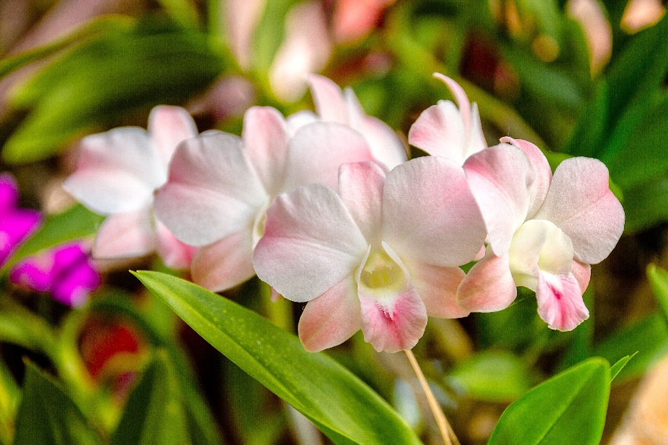 Blossom plant white leaf