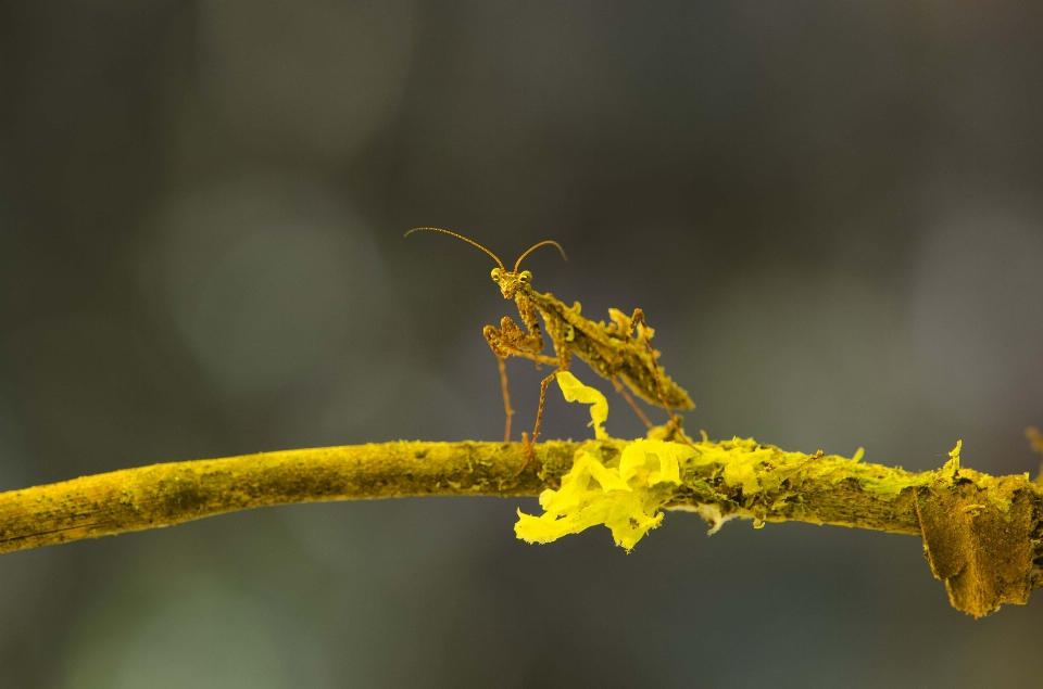 Drzewo natura oddział kwitnąć