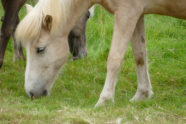 Grass meadow animal pasture Photo