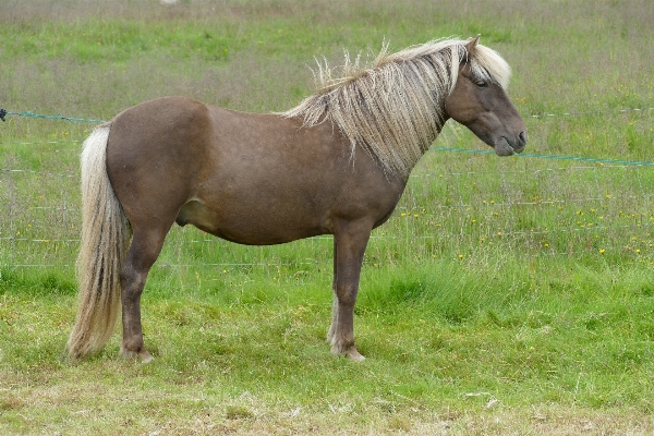 Meadow animal pasture grazing Photo