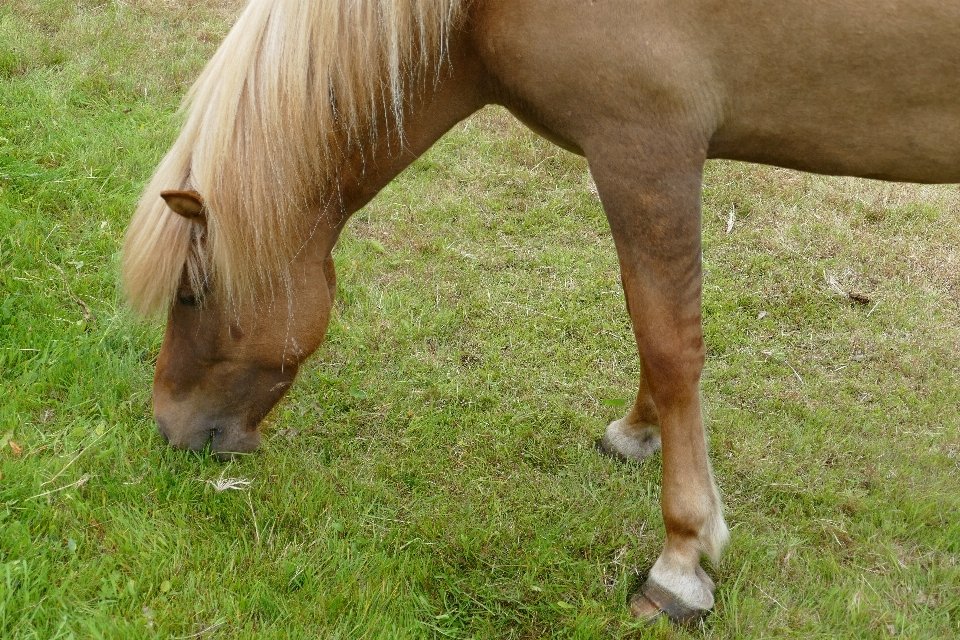 Herbe prairie
 animal pâturage
