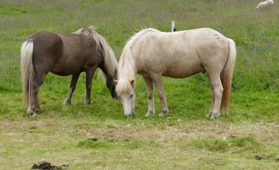 Gras wiese
 tier tierwelt