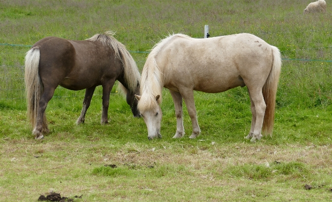 Grass meadow animal wildlife Photo