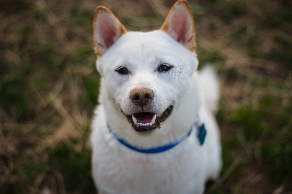 Puppy dog animal canine Photo